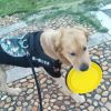 1000ml Large Collapsible Dog Pet Folding Silicone Bowl Outdoor Travel Portable Puppy Food Container Feeder Dish Bowl - Green - 1000ml